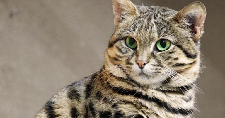 black-footed cat