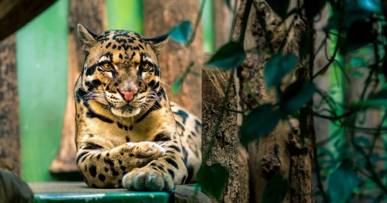 clouded leopard