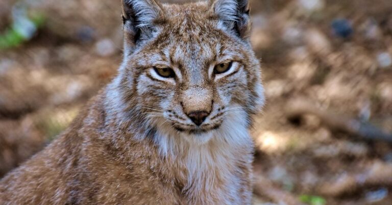 lynx