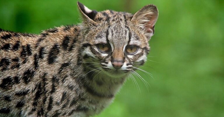 margay