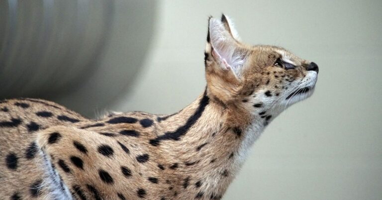 serval